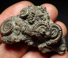 Load image into Gallery viewer, Full pyrite multi-ammonite fossil (51 mm) Crucilobiceras
