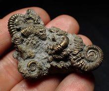 Load image into Gallery viewer, Full pyrite multi-ammonite fossil (51 mm) Crucilobiceras
