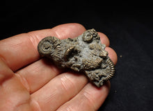 Load image into Gallery viewer, Full pyrite multi-ammonite fossil (51 mm) Crucilobiceras
