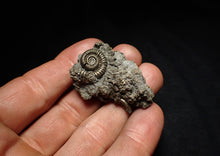 Load image into Gallery viewer, Full pyrite multi-ammonite fossil (42 mm) Crucilobiceras
