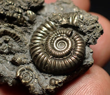 Load image into Gallery viewer, Full pyrite multi-ammonite fossil (42 mm) Crucilobiceras