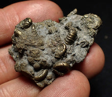 Load image into Gallery viewer, Full pyrite multi-ammonite fossil (42 mm) Crucilobiceras