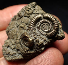 Load image into Gallery viewer, Full pyrite multi-ammonite fossil (37 mm) Crucilobiceras