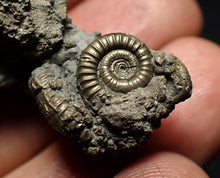 Load image into Gallery viewer, Full pyrite multi-ammonite fossil (43 mm) Crucilobiceras