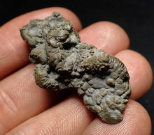 Load image into Gallery viewer, Full pyrite multi-ammonite fossil (43 mm) Crucilobiceras