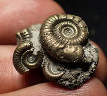 Load image into Gallery viewer, Full pyrite multi-ammonite fossil (23 mm) Crucilobiceras