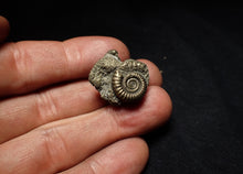 Load image into Gallery viewer, Full pyrite multi-ammonite fossil (23 mm) Crucilobiceras