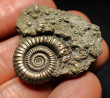 Load image into Gallery viewer, Pyrite multi-ammonite fossil (35 mm) Crucilobiceras