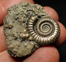 Load image into Gallery viewer, Pyrite multi-ammonite fossil (35 mm) Crucilobiceras