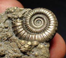 Load image into Gallery viewer, Pyrite multi-ammonite fossil (35 mm) Crucilobiceras
