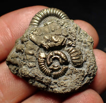 Load image into Gallery viewer, Pyrite multi-ammonite fossil (35 mm) Crucilobiceras
