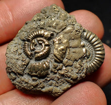 Load image into Gallery viewer, Pyrite multi-ammonite fossil (35 mm) Crucilobiceras