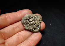 Load image into Gallery viewer, Pyrite multi-ammonite fossil (35 mm) Crucilobiceras