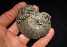 Load image into Gallery viewer, Large Oxynoticeras pyrite ammonite fossil (68mm)