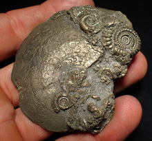 Load image into Gallery viewer, Large Oxynoticeras pyrite ammonite fossil (68mm)