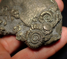 Load image into Gallery viewer, Large Oxynoticeras pyrite ammonite fossil (68mm)