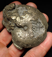 Load image into Gallery viewer, Large Oxynoticeras pyrite ammonite fossil (68mm)