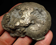 Load image into Gallery viewer, Large Oxynoticeras pyrite ammonite fossil (68mm)
