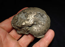 Load image into Gallery viewer, Large Oxynoticeras pyrite ammonite fossil (68mm)