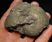 Load image into Gallery viewer, Large Oxynoticeras pyrite ammonite fossil (80mm)