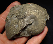 Load image into Gallery viewer, Large Oxynoticeras pyrite ammonite fossil (80mm)