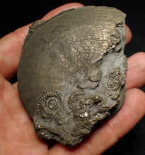 Load image into Gallery viewer, Large Oxynoticeras pyrite ammonite fossil (80mm)