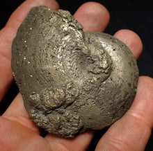 Load image into Gallery viewer, Large Oxynoticeras pyrite ammonite fossil (66mm)