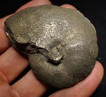 Load image into Gallery viewer, Large Oxynoticeras pyrite ammonite fossil (66mm)