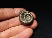 Load image into Gallery viewer, Pyrite Eoderoceras bispinigerum ammonite fossil (30 mm)
