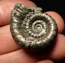 Load image into Gallery viewer, Pyrite Eoderoceras bispinigerum ammonite fossil (30 mm)