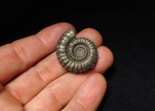 Load image into Gallery viewer, Large Crucilobiceras pyrite ammonite fossil (32 mm)