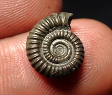 Load image into Gallery viewer, Crucilobiceras pyrite ammonite fossil (13 mm)