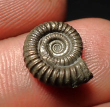 Load image into Gallery viewer, Crucilobiceras pyrite ammonite fossil (13 mm)