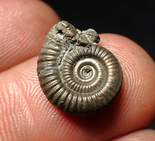 Load image into Gallery viewer, Crucilobiceras pyrite ammonite fossil (15 mm)