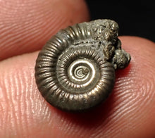 Load image into Gallery viewer, Crucilobiceras pyrite ammonite fossil (15 mm)