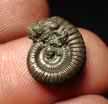 Load image into Gallery viewer, Crucilobiceras pyrite ammonite fossil (15 mm)