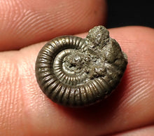 Load image into Gallery viewer, Crucilobiceras pyrite ammonite fossil (15 mm)