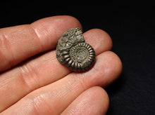 Load image into Gallery viewer, Crucilobiceras pyrite ammonite fossil (23 mm)