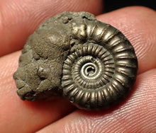 Load image into Gallery viewer, Crucilobiceras pyrite ammonite fossil (23 mm)