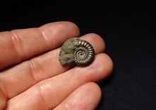 Load image into Gallery viewer, Crucilobiceras pyrite ammonite fossil (23 mm)