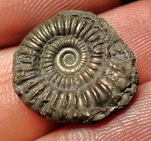 Load image into Gallery viewer, Crucilobiceras pyrite ammonite fossil (18 mm)