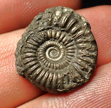 Load image into Gallery viewer, Crucilobiceras pyrite ammonite fossil (18 mm)