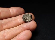 Load image into Gallery viewer, Crucilobiceras pyrite ammonite fossil (16 mm)