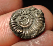 Load image into Gallery viewer, Crucilobiceras pyrite ammonite fossil (16 mm)