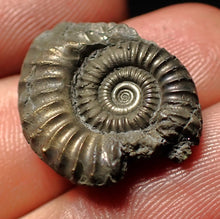 Load image into Gallery viewer, Crucilobiceras pyrite ammonite fossil (21 mm)