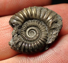 Load image into Gallery viewer, Crucilobiceras pyrite ammonite fossil (21 mm)