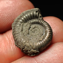 Load image into Gallery viewer, Echioceras pyrite ammonite fossil (20 mm)