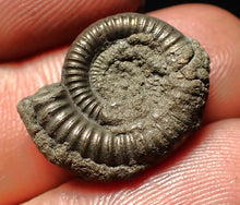 Load image into Gallery viewer, Echioceras pyrite ammonite fossil (20 mm)