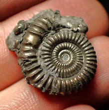 Load image into Gallery viewer, Crucilobiceras pyrite ammonite fossil (22 mm)