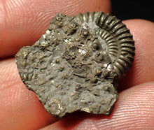 Load image into Gallery viewer, Crucilobiceras pyrite ammonite fossil (22 mm)